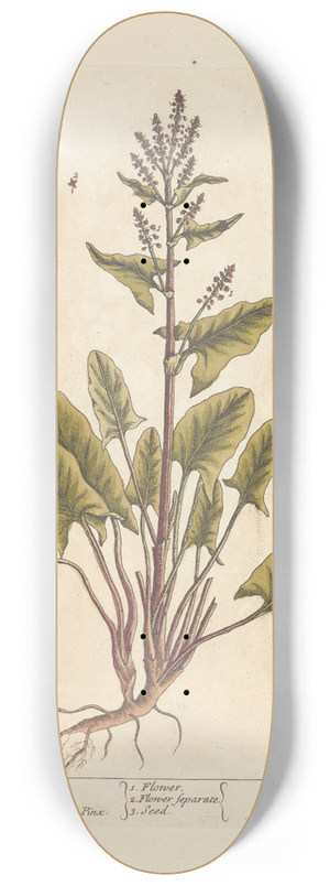 Elizabeth Blackwell - Sorrel 8.25 inch art skate deck