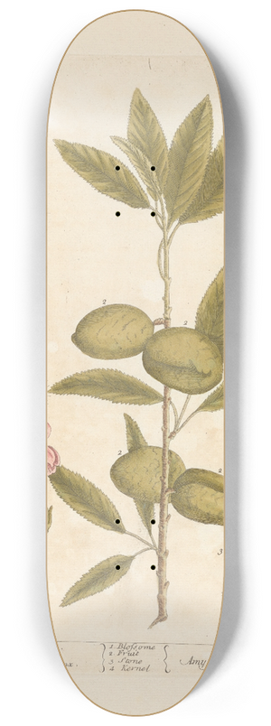 Elizabeth Blackwell - The almond tree 8.25 inch art skate deck