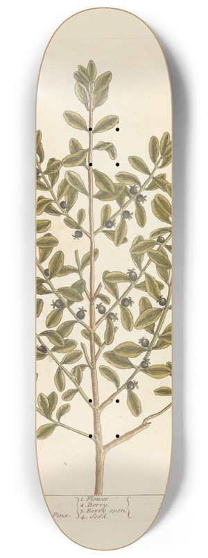 Elizabeth Blackwell - The box tree 8.25 inch art skate deck