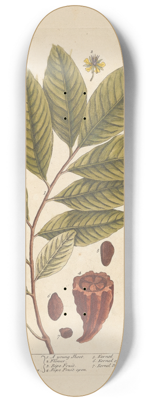 Elizabeth Blackwell - The coco nut tree 8.25 inch art skate deck