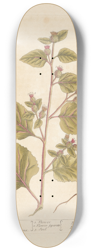 Elizabeth Blackwell - The great burdock 8.25 inch art skate deck