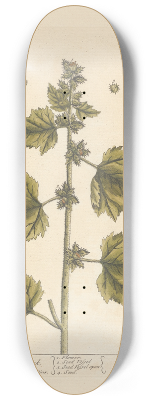 Elizabeth Blackwell - The lesser burdock 8.25 inch art skate deck