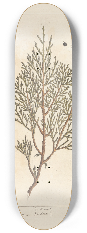 Elizabeth Blackwell - The savine tree 8.25 inch art skate deck