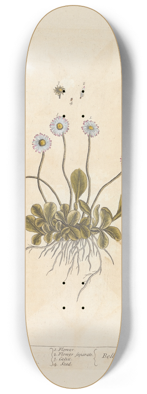 Elizabeth Blackwell - The small wild daisy 8.25 inch art skate deck