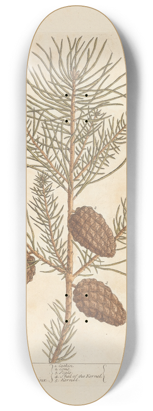 Elizabeth Blackwell - The wild pine 8.25 inch art skate deck