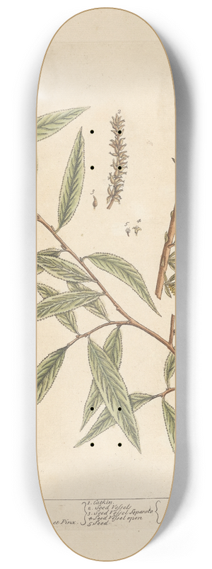 Elizabeth Blackwell - The willow 8.25 inch art skate deck