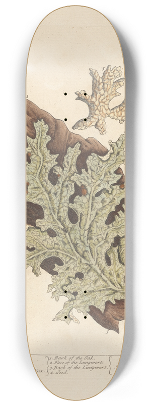 Elizabeth Blackwell - Tree lungwort 8.25 inch art skate deck