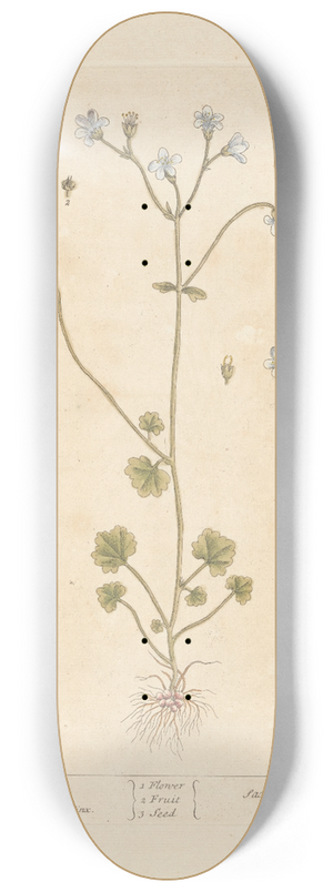 Elizabeth Blackwell - White saxifrage 8.25 inch art skate deck