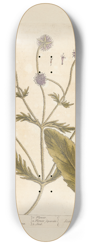 Elizabeth Blackwell - Wild scabious 8.25 inch art skate deck