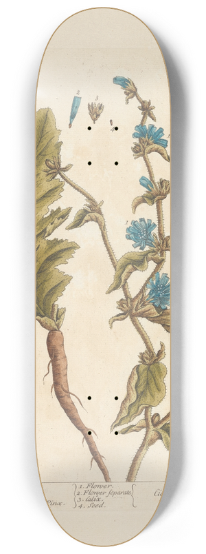 Elizabeth Blackwell - Wild succory 8.25 inch art skate deck