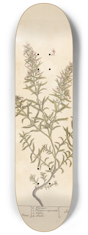 Elizabeth Blackwell - Winter savory 8.25 inch art skate deck