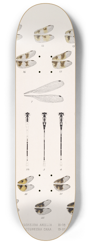 Frederick DuCane Godman - Insecta Neuroptera Pl 3 8.25 inch art skate deck