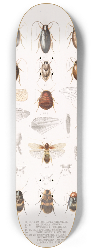 Frederick DuCane Godman - Insecta Orthoptera Pl 1 8.25 inch art skate deck
