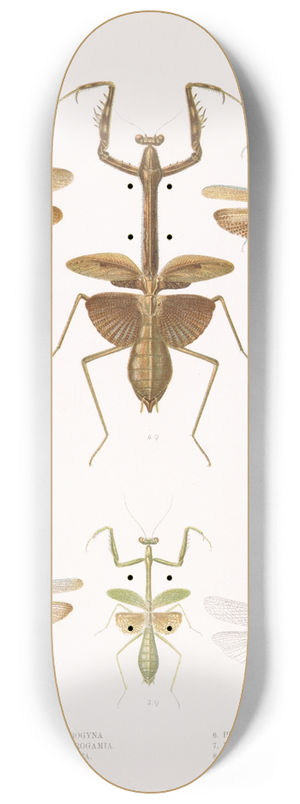 Frederick DuCane Godman - Insecta Orthoptera Pl 3 8.25 inch art skate deck