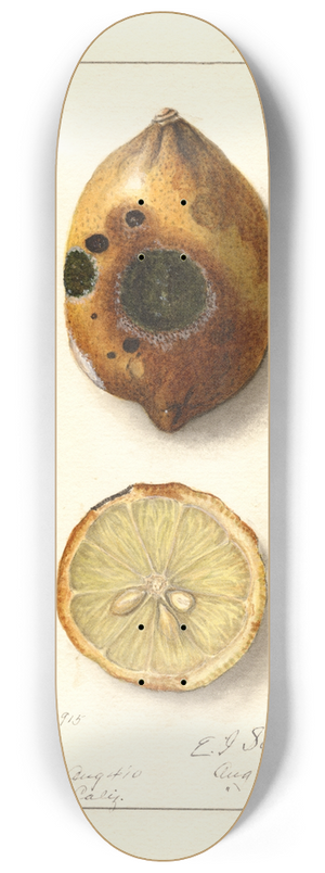 Ellen Isham Schutt - Citrus limon 8.25 inch art skate deck