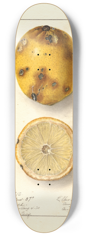 Ellen Isham Schutt - Citrus limon: Fresh Yellow 8.25 inch art skate deck