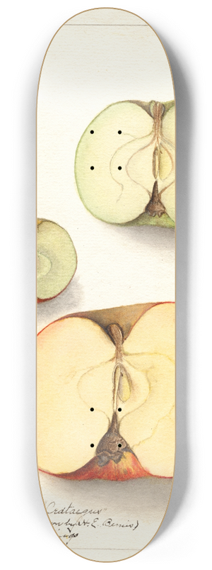 Ellen Isham Schutt - Malus domestica 8.25 inch art skate deck