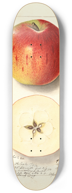 Ellen Isham Schutt - Malus domestica: Rome 8.25 inch art skate deck