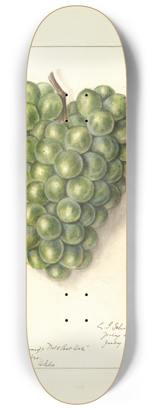 Ellen Isham Schutt - Vitis 8.25 inch art skate deck