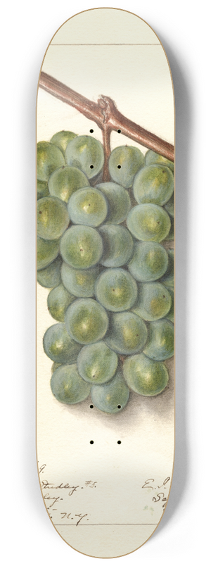 Ellen Isham Schutt - Vitis: Geraldine Studley 8.25 inch art skate deck