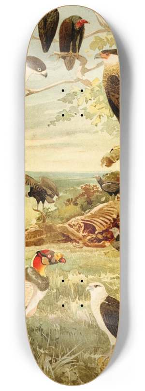 Emil August Gldi - Gavies 8.25 inch art skate deck