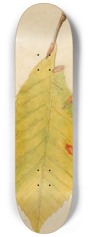 Emma Beach Thayer - Crumpled and Withered Leaf Edge Mimicking Caterpillar 8.25 inch art skate deck