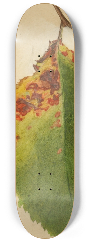 Emma Beach Thayer - Crumpled and Withered Leaf Edge Mimicking Caterpillar 8.25 inch art skate deck