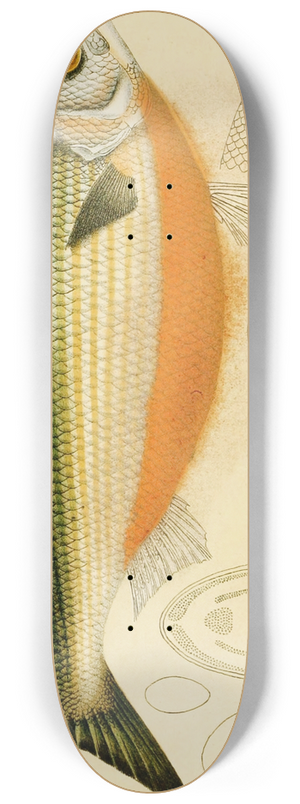 Frederick McCoy - Fishes IX 8.25 inch art skate deck
