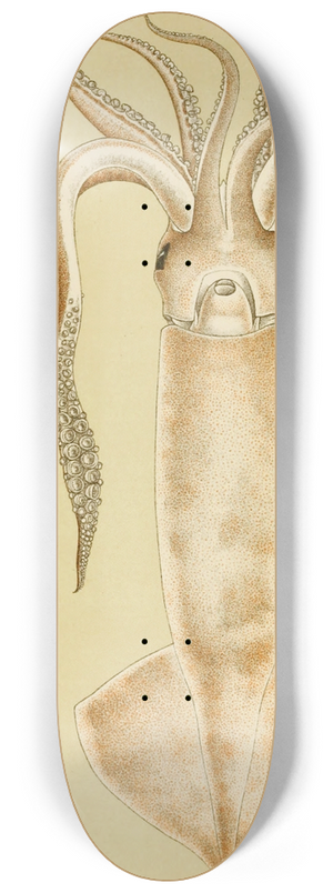 Frederick McCoy - Mollusca I 8.25 inch art skate deck