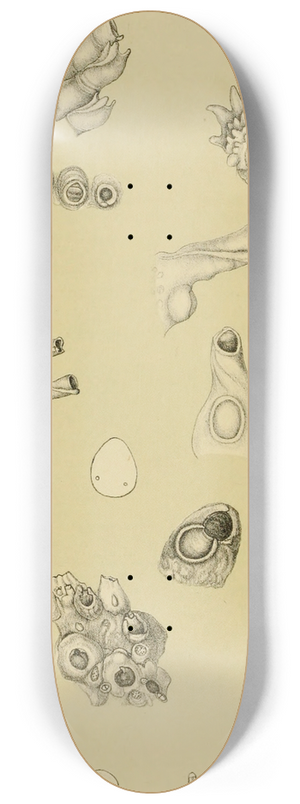 Frederick McCoy - Polyzoa I 8.25 inch art skate deck