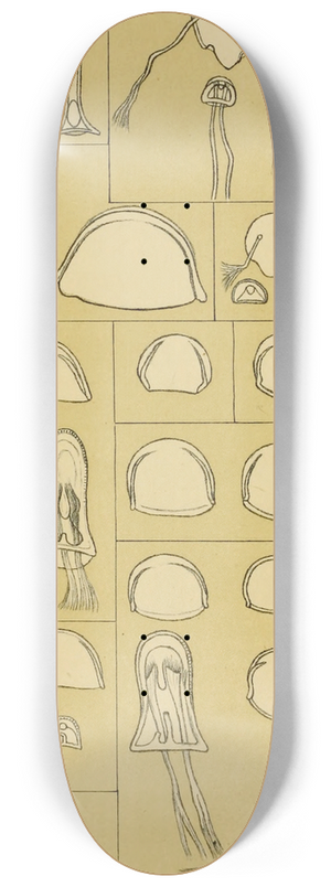 Frederick McCoy - Polyzoa VII 8.25 inch art skate deck