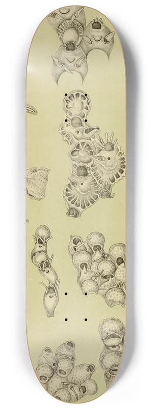Frederick McCoy - Polyzoa VIII 8.25 inch art skate deck