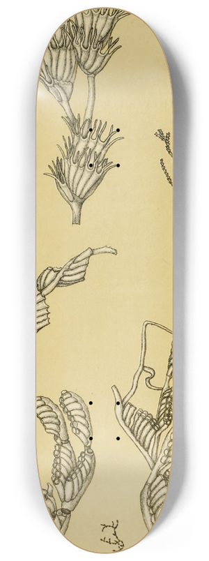 Frederick McCoy - Polyzoa XII 8.25 inch art skate deck