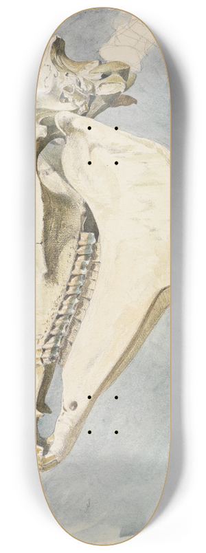 Ferdinand Keller - Studie eines Tierschdels 8.25 inch art skate deck