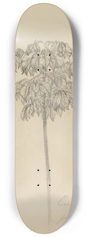 Ferdinand Keller - Studie Faultierbaum 8.25 inch art skate deck