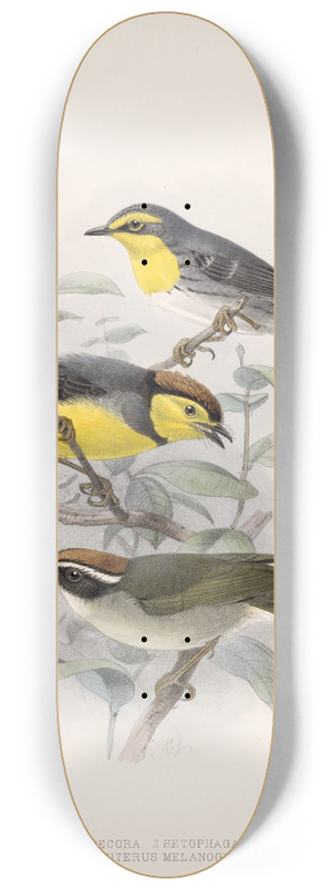 Frederick DuCane Godman - Aves Pl 10 8.25 inch art skate deck