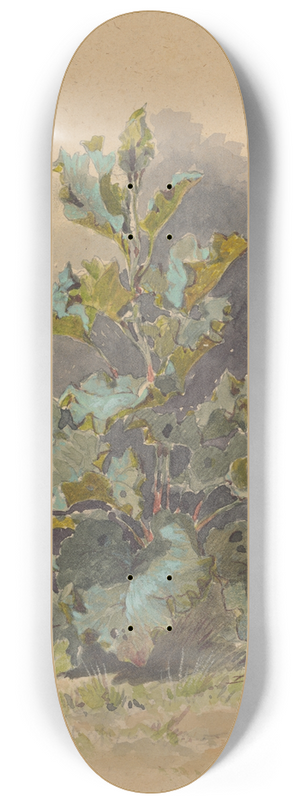 Friedrich Carl von Scheidlin - Study of Broadleaved Plant 8.25 inch art skate deck
