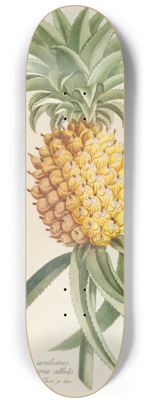 Georg Dionysius Ehret - Ananas 8.25 inch art skate deck