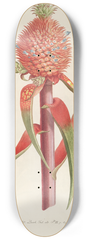 Georg Dionysius Ehret - Ananas II 8.25 inch art skate deck