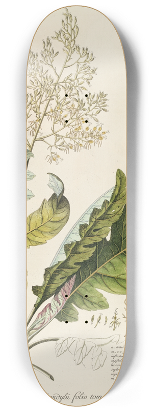 Georg Dionysius Ehret - Bocconia 8.25 inch art skate deck