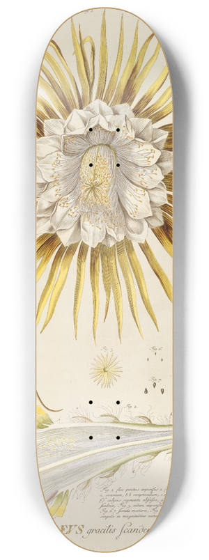 Georg Dionysius Ehret - Cereus IV 8.25 inch art skate deck
