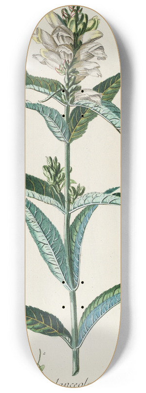 Georg Dionysius Ehret - Chelone 8.25 inch art skate deck