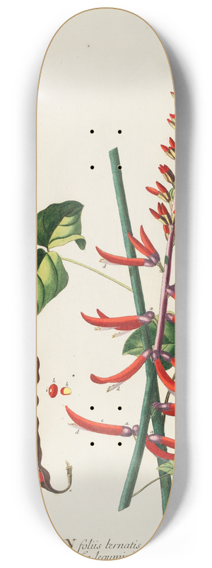 Georg Dionysius Ehret - Corallodendron II 8.25 inch art skate deck