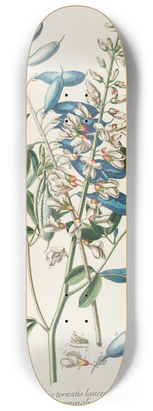 Georg Dionysius Ehret - Crotalaria II 8.25 inch art skate deck