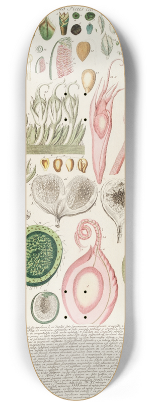 Georg Dionysius Ehret - Ficus III 8.25 inch art skate deck