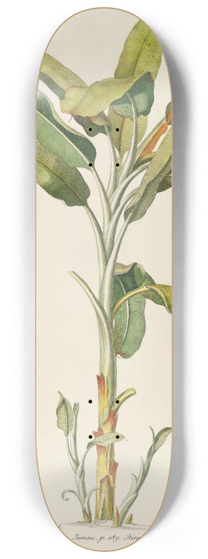 Georg Dionysius Ehret - Musa 8.25 inch art skate deck