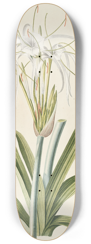 Georg Dionysius Ehret - Pancratium 8.25 inch art skate deck