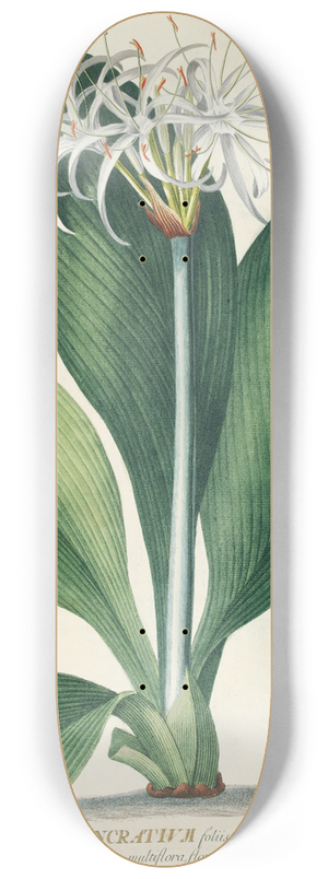 Georg Dionysius Ehret - Pancratium II 8.25 inch art skate deck