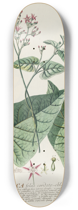 Georg Dionysius Ehret - Periploca 8.25 inch art skate deck