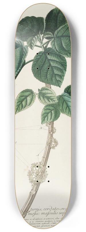 Georg Dionysius Ehret - Urtica 8.25 inch art skate deck